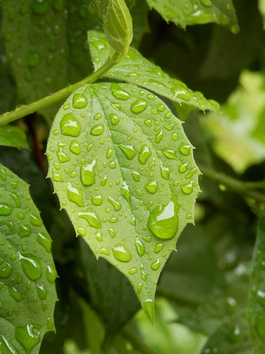 leaf, drip, raindrop, water, wet, green, green color, plant HD wallpaper