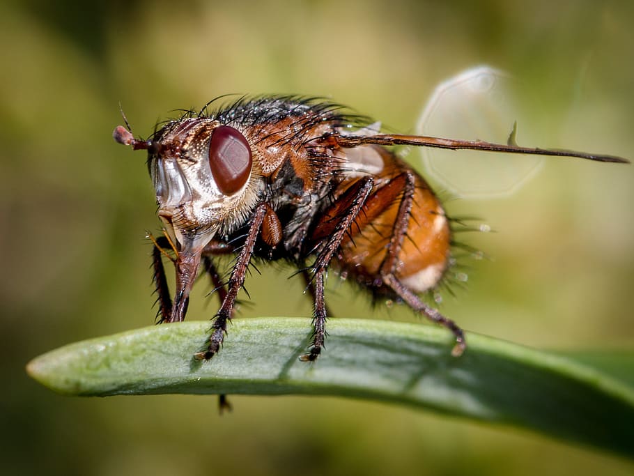 brown fly perching on green leaf plant in close-up photography HD wallpaper