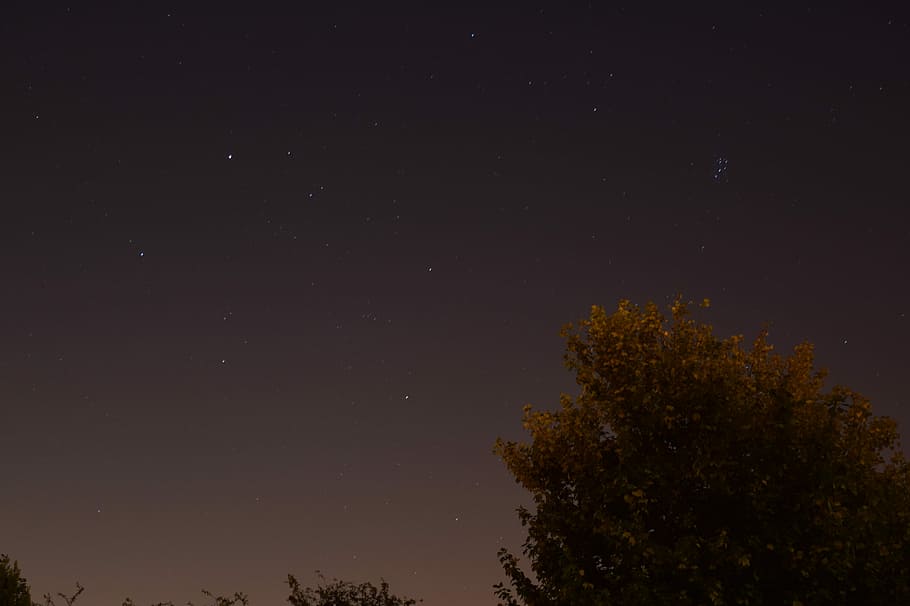 worm's eye view of night sky, dark, star, tree, green, trree HD wallpaper