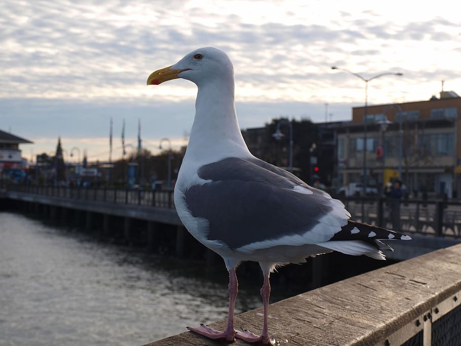 Gull, Port, Bird, Water, Seagull, seabird, salt water, one animal HD wallpaper