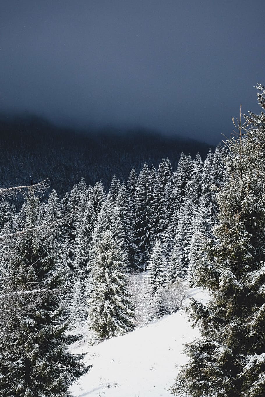 winter, snow, christmas, trees, evergreens, blizzard, hillside HD wallpaper