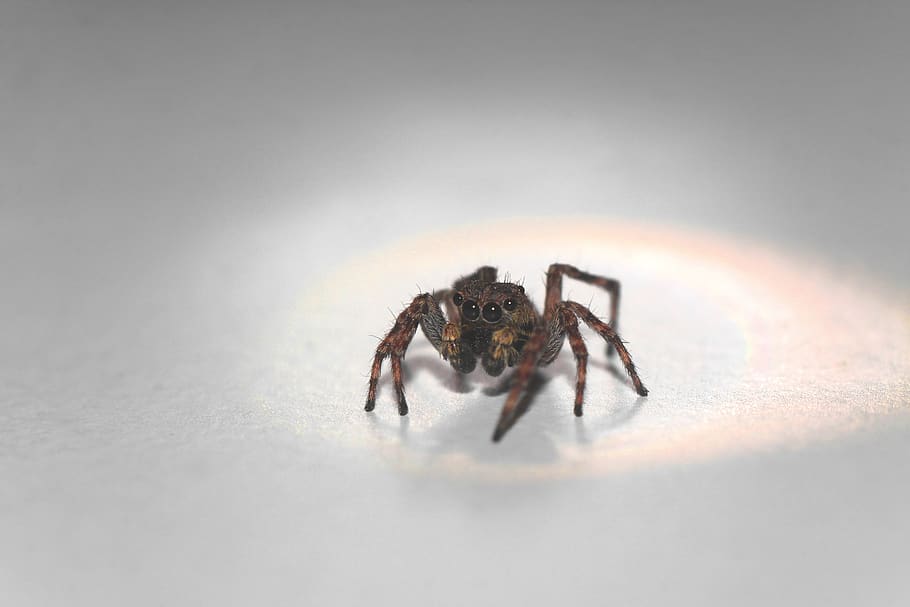 skakun, spider, macro, insect, animal themes, arachnid, arthropod HD wallpaper