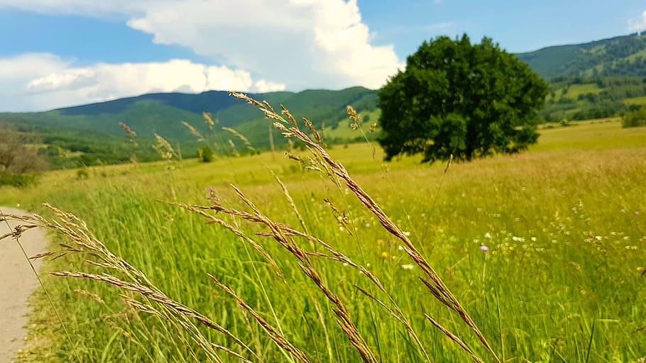 tree, lan, hills, field, plant, landscape, green color, agriculture HD wallpaper