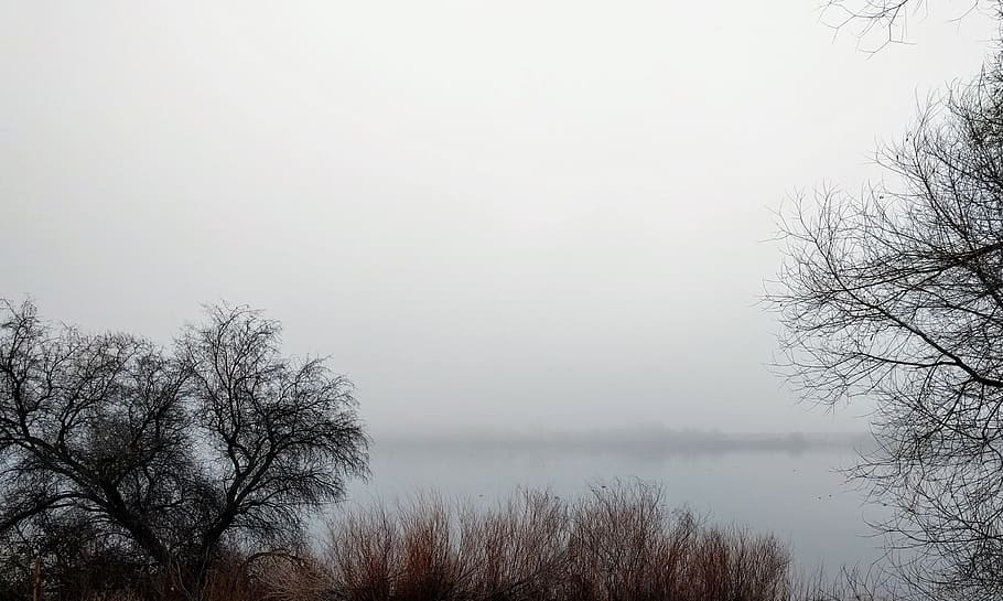 Fog, Mist, Winter, Morning, nature, tree, landscape, scenics HD wallpaper