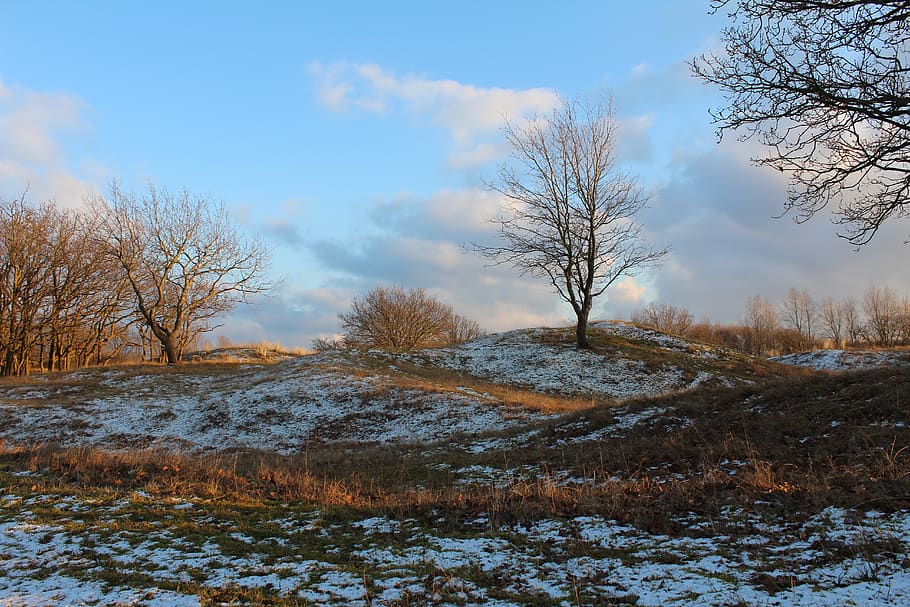 dunes, autumn, tree, snow, cold temperature, plant, beauty in nature HD wallpaper