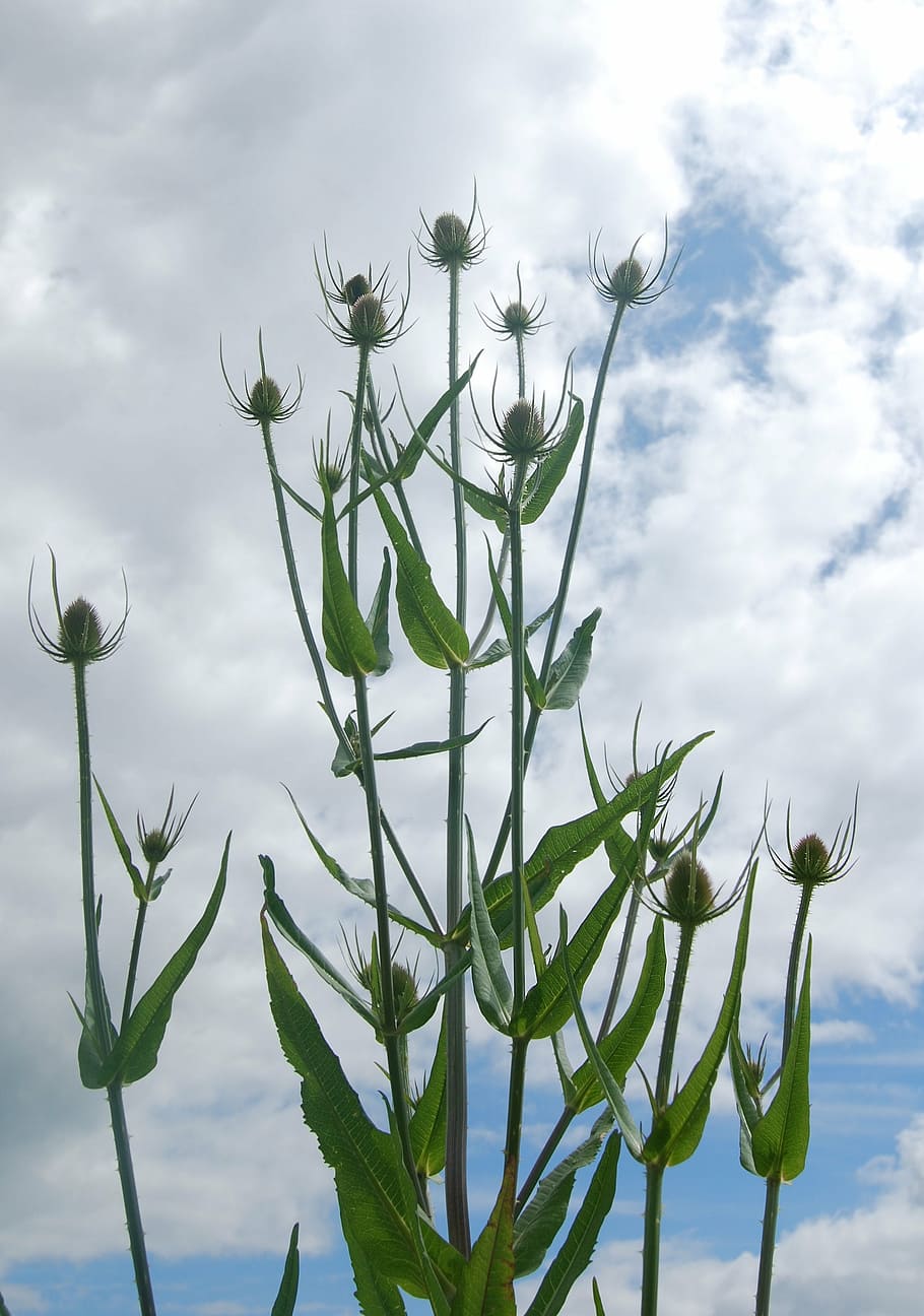 teazle, dipsacus, teazel, plant, wild, prickly, common, nature HD wallpaper