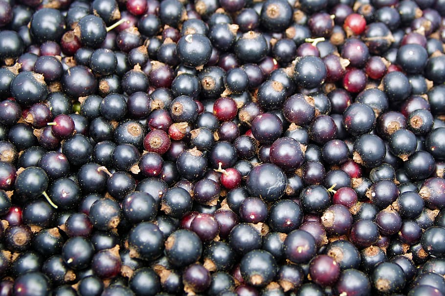 Black Currant, Black, Currant, Fruit, vitamins, jam, compote HD wallpaper