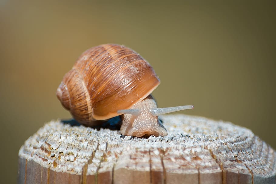 selective focus photography of snail on brown wooden post, shell HD wallpaper