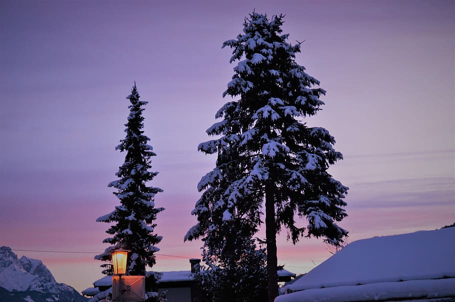 snow covered pine tree beside house during daytime, two green pine trees covered with snow beside house at daytime HD wallpaper