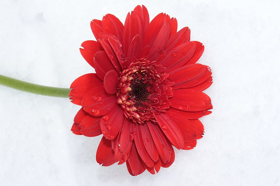 red daisy flower, gerbera, blossom, bloom, schnittblume, petals HD wallpaper