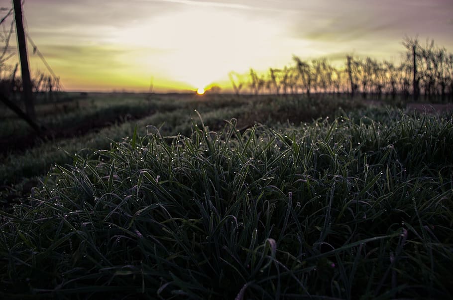 grass, sunset, nature, plant, sky, growth, land, field, beauty in nature HD wallpaper