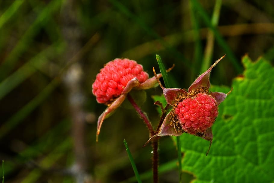 thimble berries, forest, nature, red, wild berries, fruit, close-up, HD wallpaper