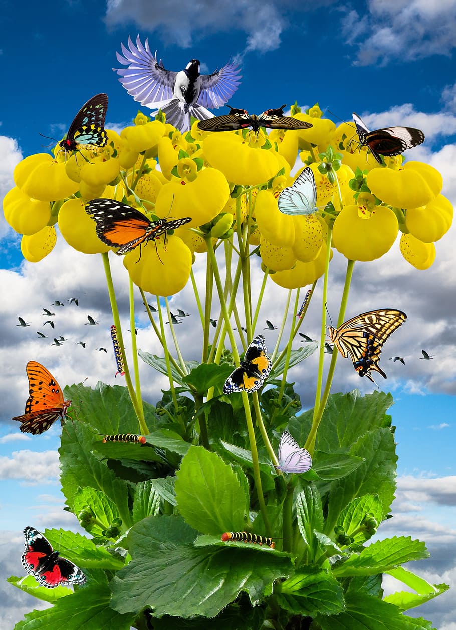 butterflies on yellow flowers, spring, spring meadow, integrifolia HD wallpaper
