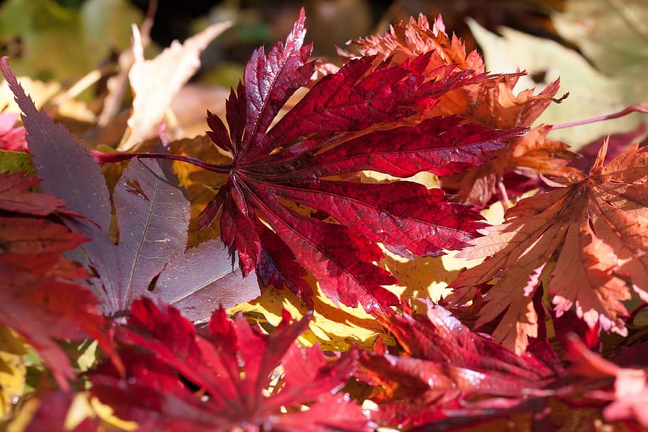 photo of red and brown leaves, maple, autumn, leaf, violet HD wallpaper