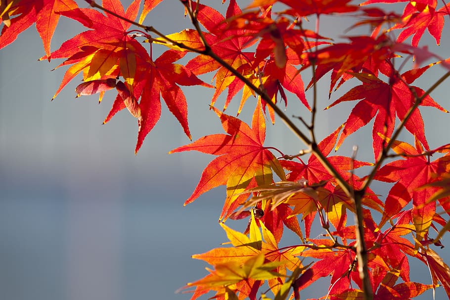 maple leaf, autumn leaves, the leaves, nature, wood, landscape HD wallpaper