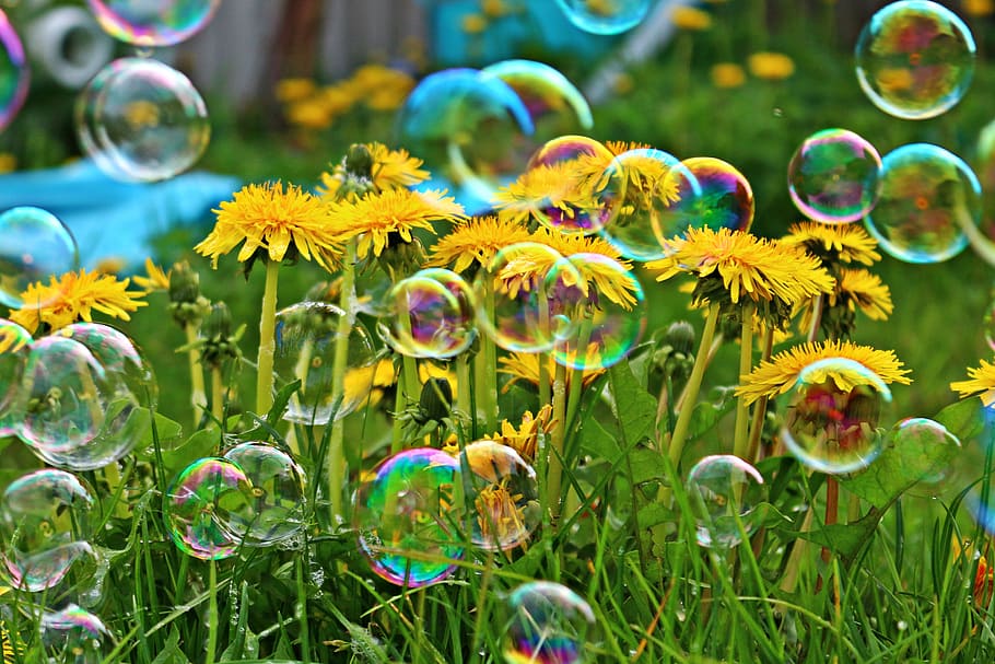 blooming yellow flowers, soap bubble, dandelion, spring, nature HD wallpaper