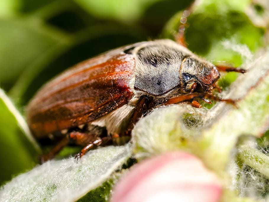 Maikäfer, Beetle, Insect, Nature, Animal, one animal, animal themes HD wallpaper