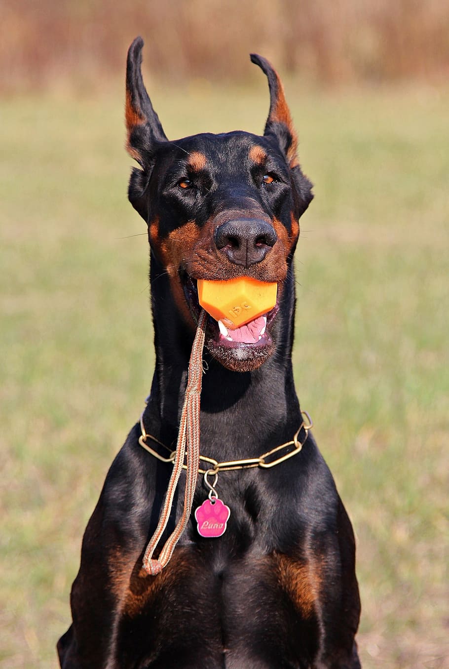 doberman, dog, head, ball, nice, canine, domestic, one animal HD wallpaper