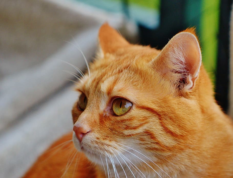 cat, red, cute, mackerel, tiger, sweet, cuddly, animal, domestic cat HD wallpaper
