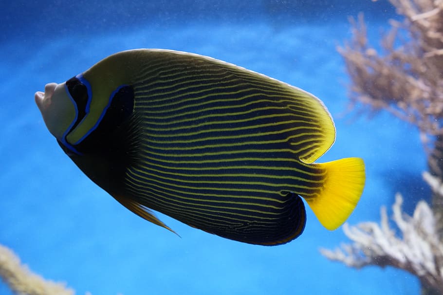close-up photo of yellow, black,and blue tang fish, emperor angelfish, HD wallpaper