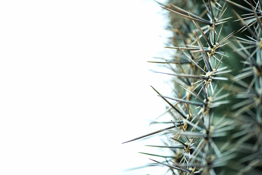 selective focus photo of green leafed plant, untitled, spine HD wallpaper
