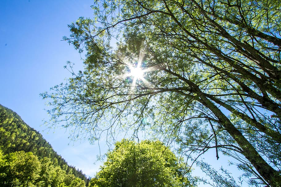sun, tree, sky, nature, landscape, mood, sunshine, rest, sunny HD wallpaper
