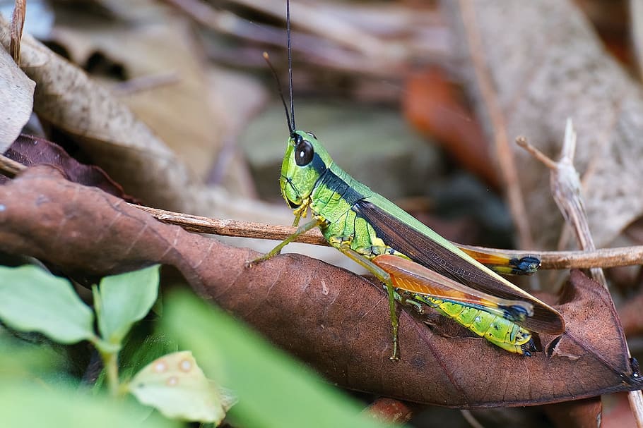 animal, insect, biological, grasshopper, quentin chong, nature HD wallpaper
