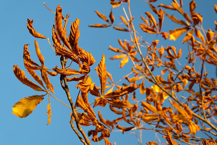 fall leaves, gold, autumn colours, tree, chestnut, chestnut tree, HD wallpaper