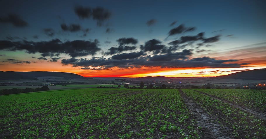 green plant field at golden hour, countryside, sunset, sky HD wallpaper