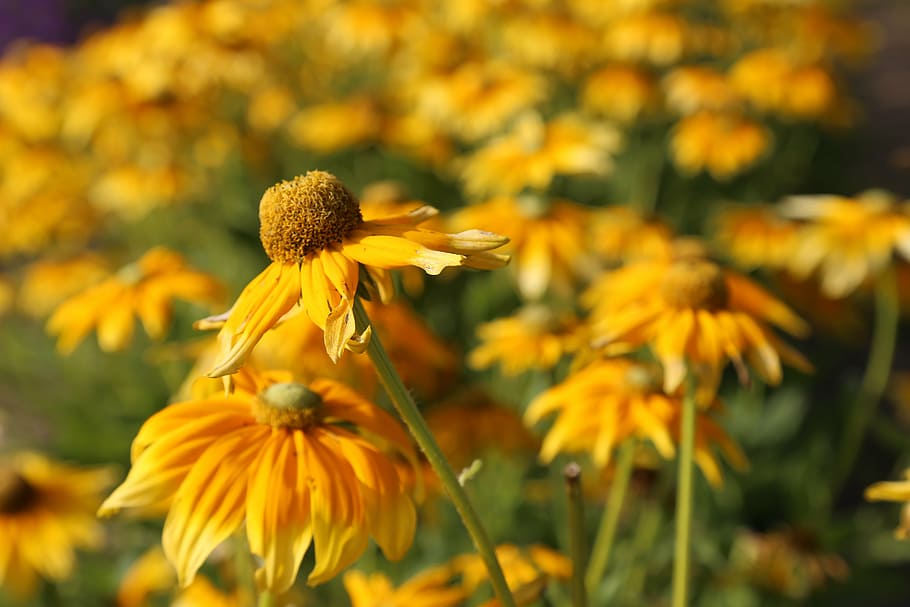 flowers, asteraceae, asteracen, composites, summer, spring HD wallpaper