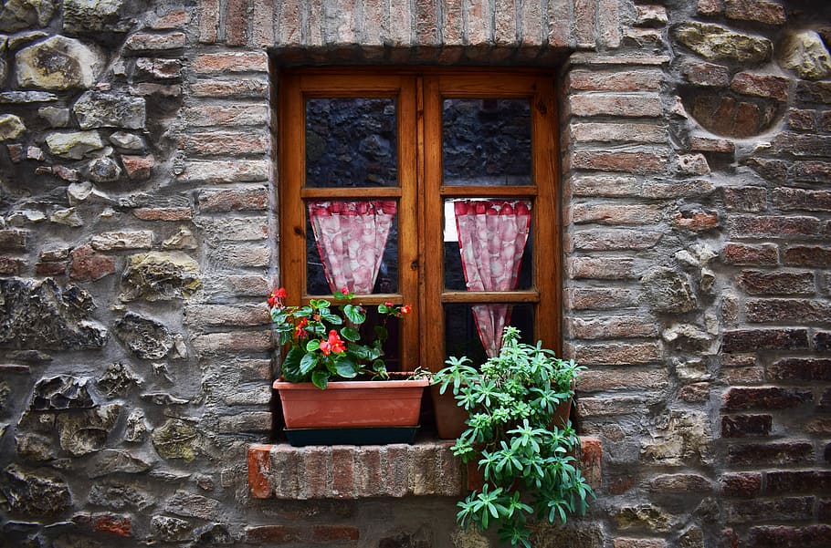 green potted plants in front of closed window, red petaled flower beside brown window frame HD wallpaper