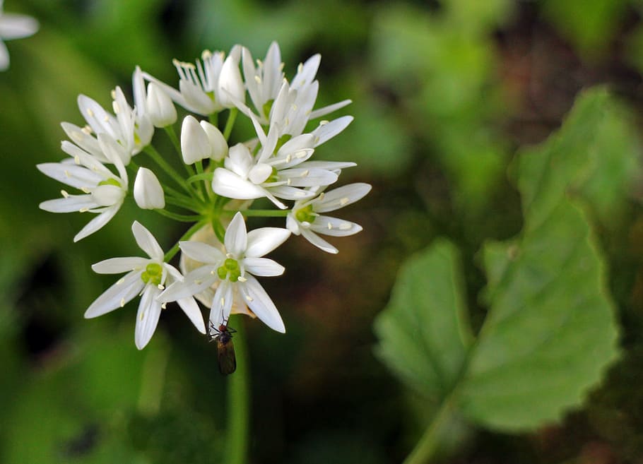 bear's garlic, blossom, bloom, white, forest, plant, wild garlic HD wallpaper