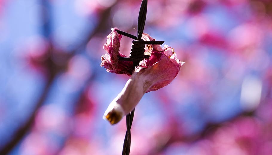 barbed wire, flower, rosa, close-up, flowering plant, beauty in nature HD wallpaper