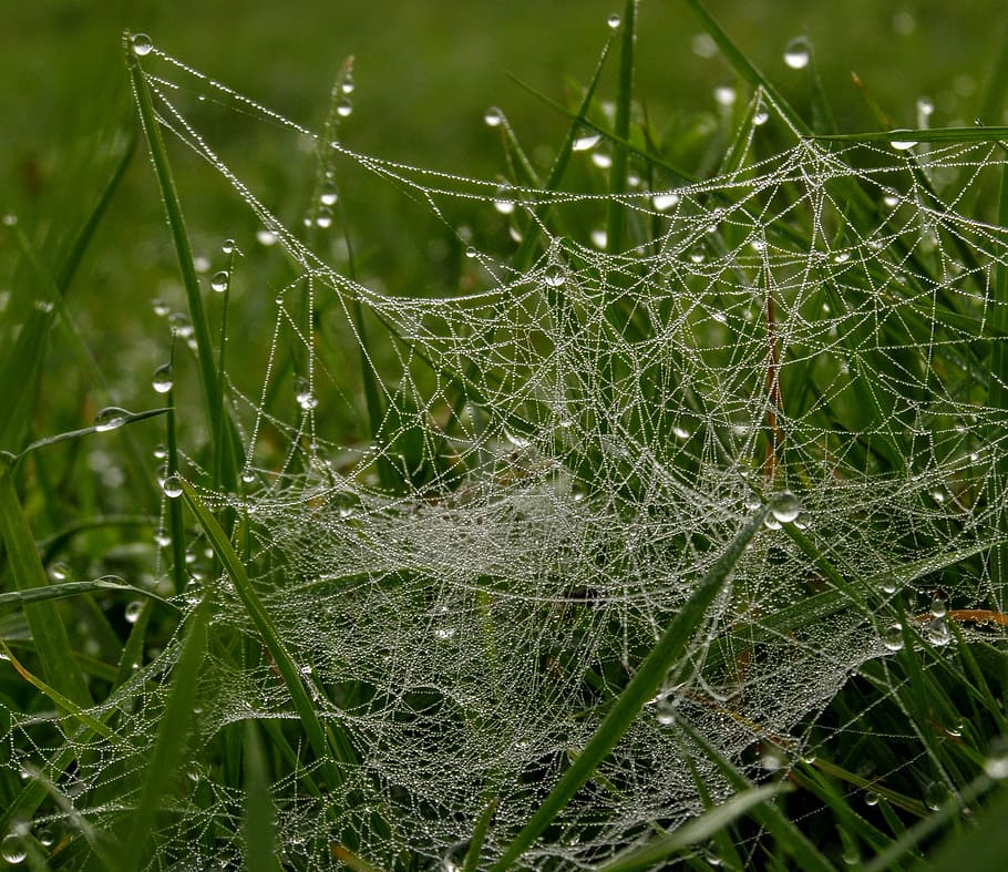 rosa, grass, nature, summer, drops, lawn, plant, close-up, spider web HD wallpaper