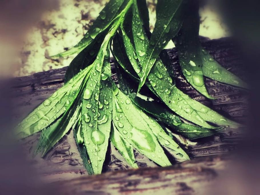 Foliage, Drops, Water, Wet, rain, outdoor, park, greenery, wood HD wallpaper