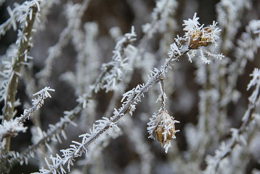 Frost, Christmas, Winter, Cold, background, christmas time HD wallpaper