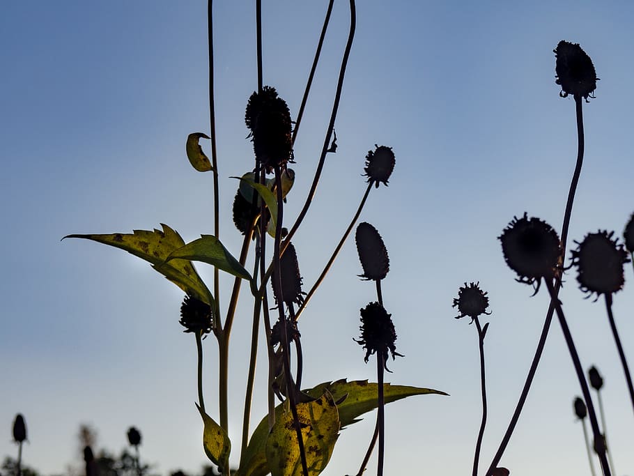 Flowers and Leaves Under Sunset, blue, blue sky, shadow, sillouette HD wallpaper