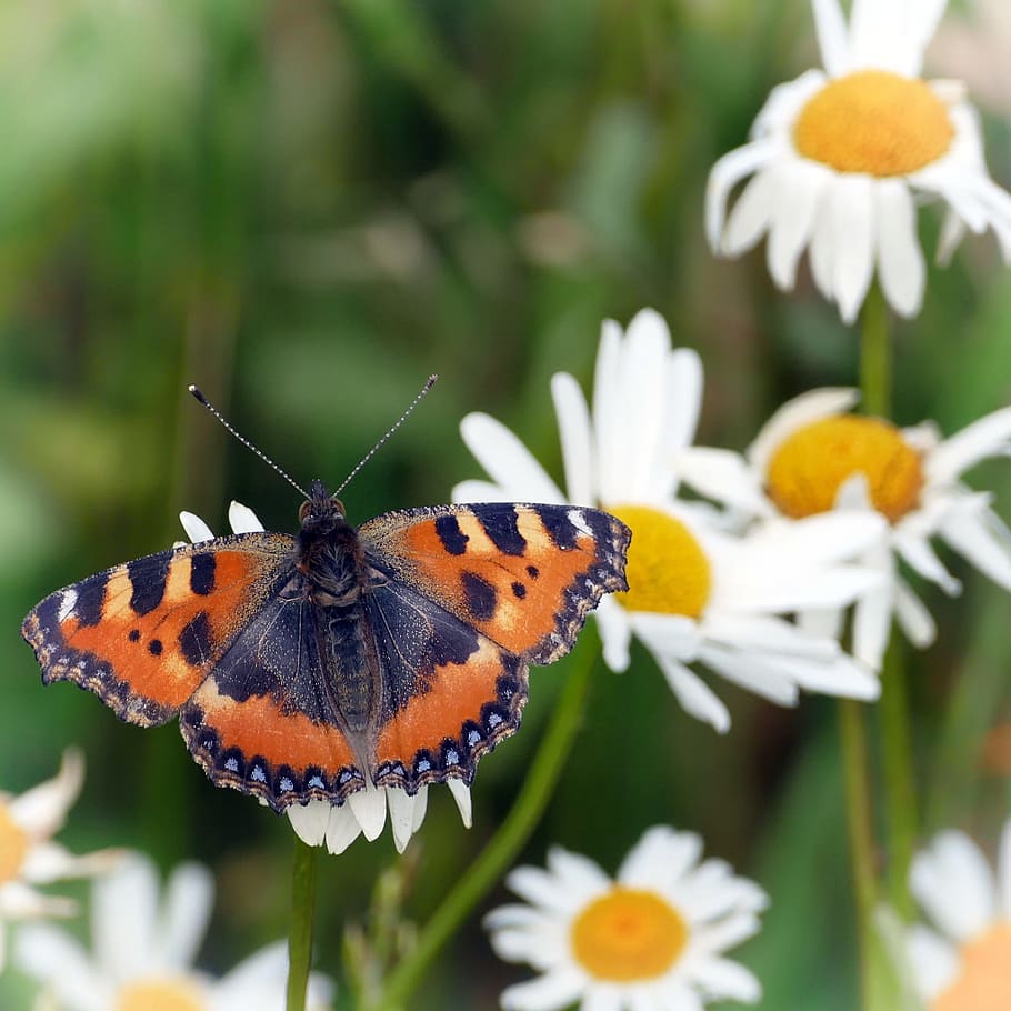Butterfly, Little Fox, insect, nature, butterfly - Insect, flower HD wallpaper