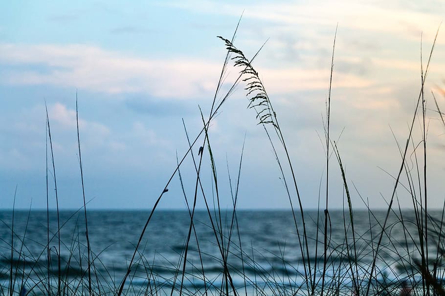 coast, relaxing, ocean, beach, sea, oats, nature, water, sky HD wallpaper