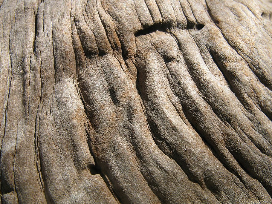 Wood, Design, Texture, Pattern, Surface, tree, forest, full frame HD wallpaper