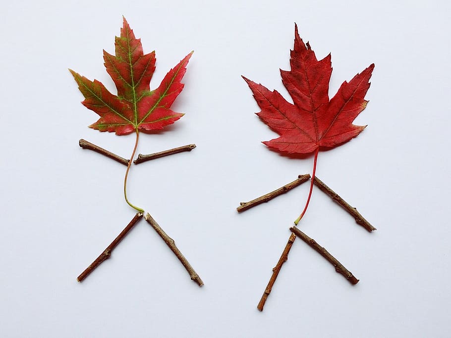 leaves, fall, autumn, fall leaves, fall leaves background, season HD wallpaper