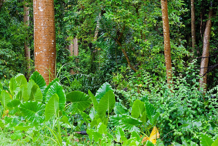 elephant ear plant leafed, jungle, vegetation, tropical, forest HD wallpaper