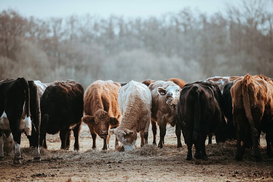 Cows grazing on a winters morning, herd of cattle selective focal photo during daytime HD wallpaper