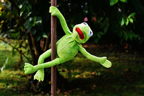 Kermit the frog plush toy, pole dance, funny, soft toy, animal HD wallpaper