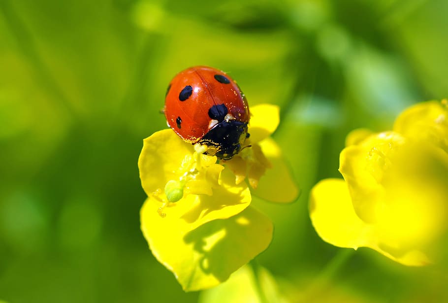 seven-spot ladybird on yellow flower in macro photography, plant HD wallpaper