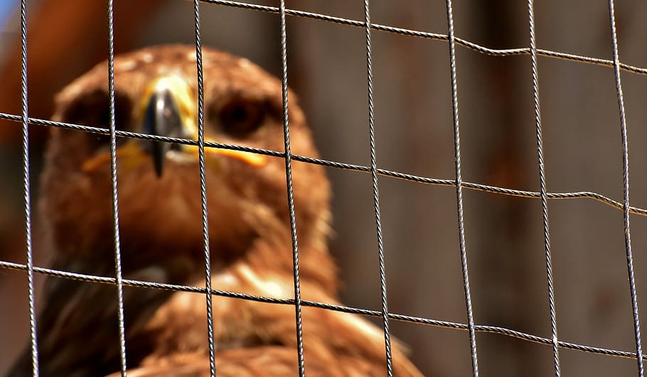 selective focus photo of brown eagle behind wire mesh fence HD wallpaper