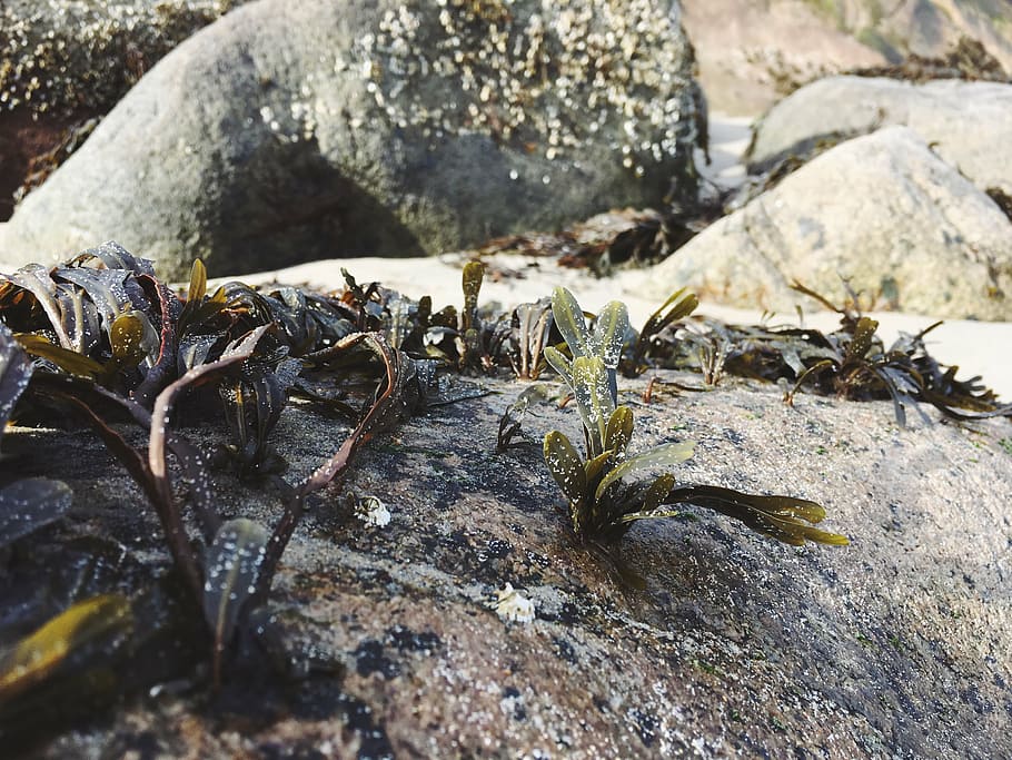 blur, close-up, daylight, environment, nature, outdoors, plants HD wallpaper