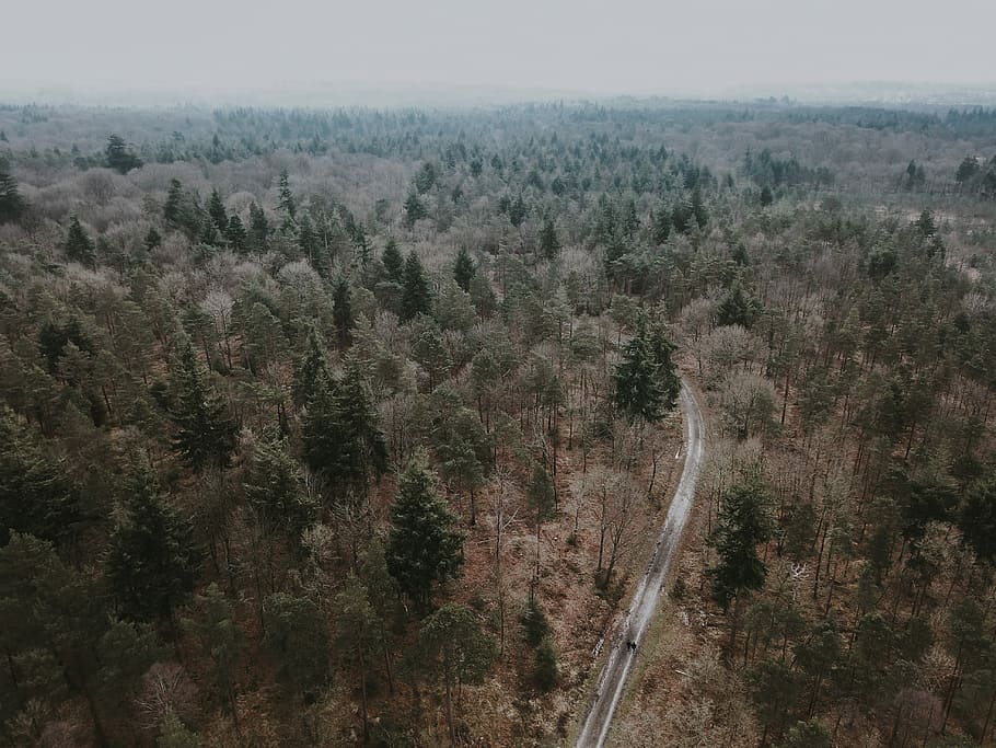 Forest path from above, aerial photography of pine trees, woodland, HD wallpaper