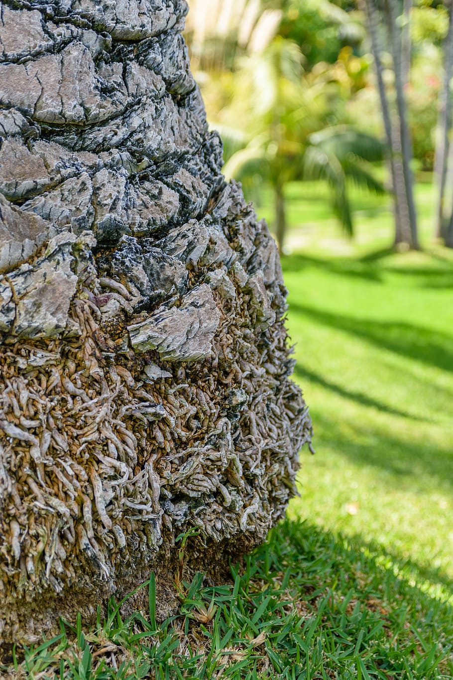 Palm, Tribe, Plant, Close, Section, palm tree root, garden HD wallpaper