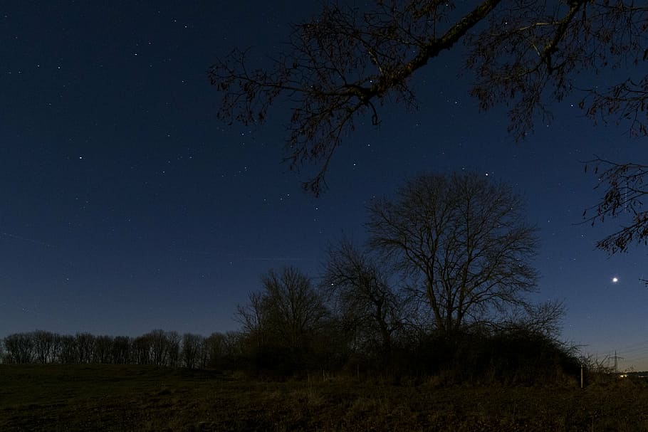 night sky, star, starry sky, cosmos, tree, nature, landscape HD wallpaper